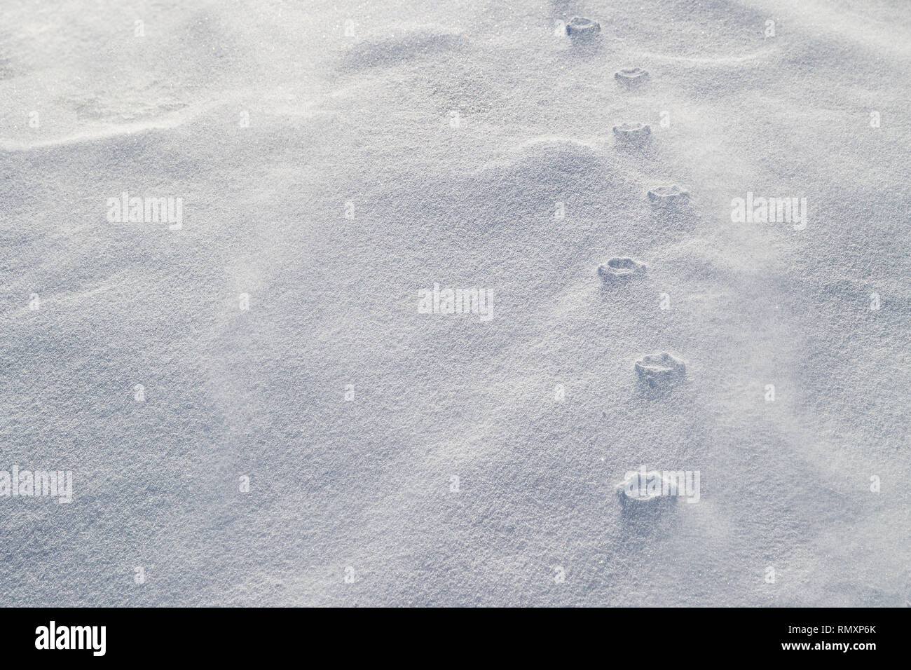 Haute relief of a lone dog`s paw prints in blowing snow. Strong winds have eroded the loose snow around the compressed paw prints. Stock Photo